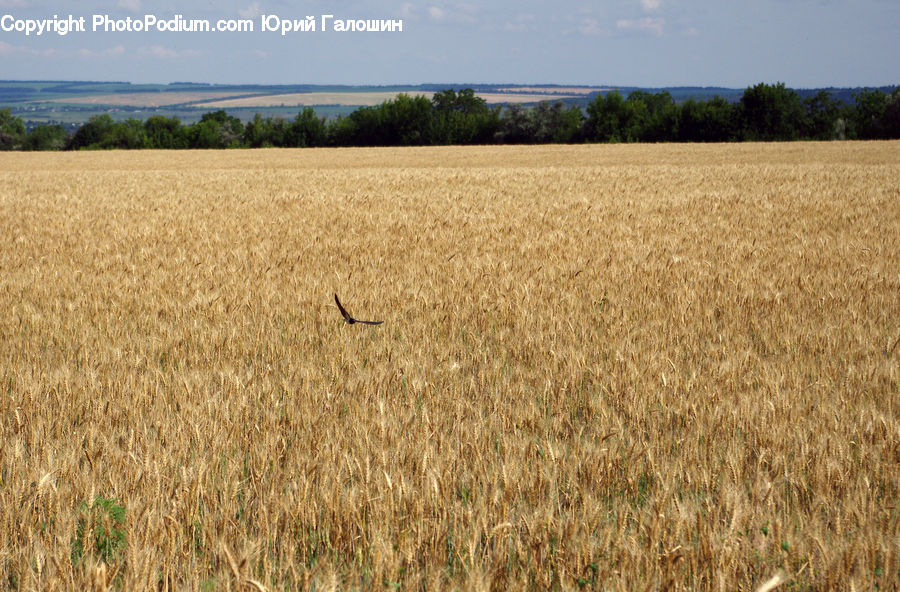 Grain, Wheat, Field, Grass, Grassland, Plant