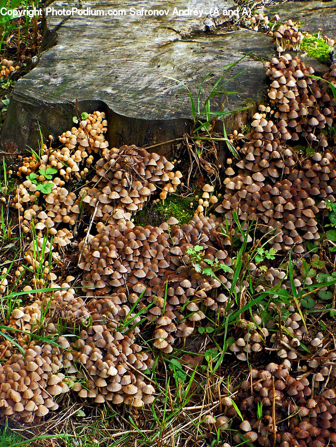 Agaric, Amanita, Fungus, Mushroom, Plant, Bean, Produce