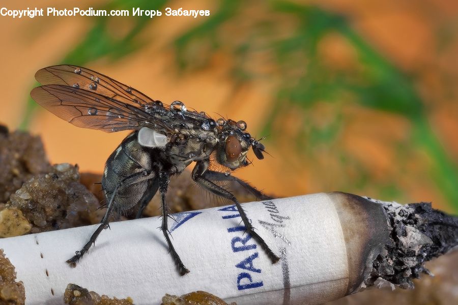 Asilidae, Insect, Anisoptera, Dragonfly, Invertebrate, Andrena, Apidae