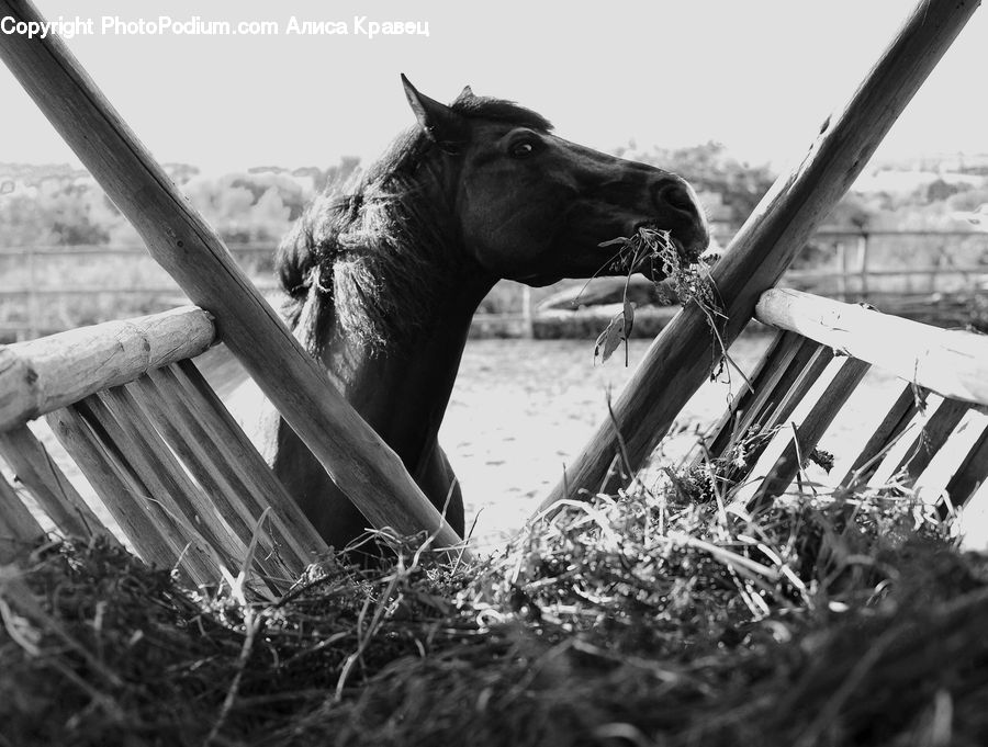 Animal, Cattle, Mammal, Zoo, Angus, Bull, Colt Horse