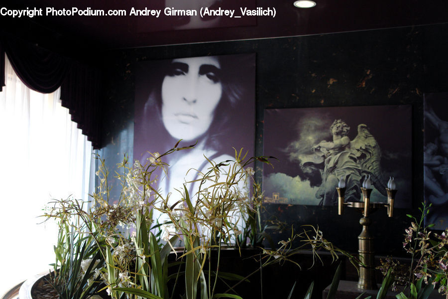 Plant, Potted Plant, Fiber, Flax, Flora, Flower, Herbal