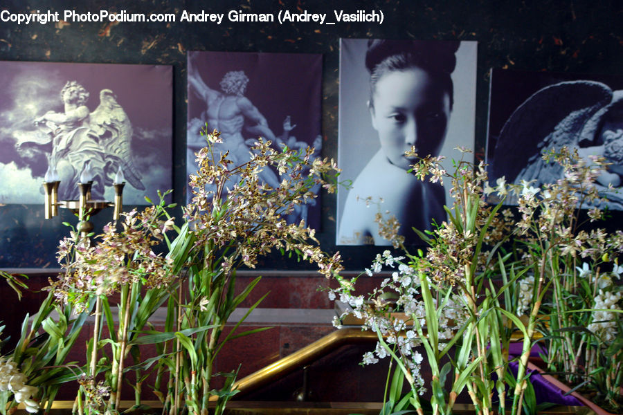 People, Person, Human, Plant, Potted Plant, Flower Arrangement, Ikebana