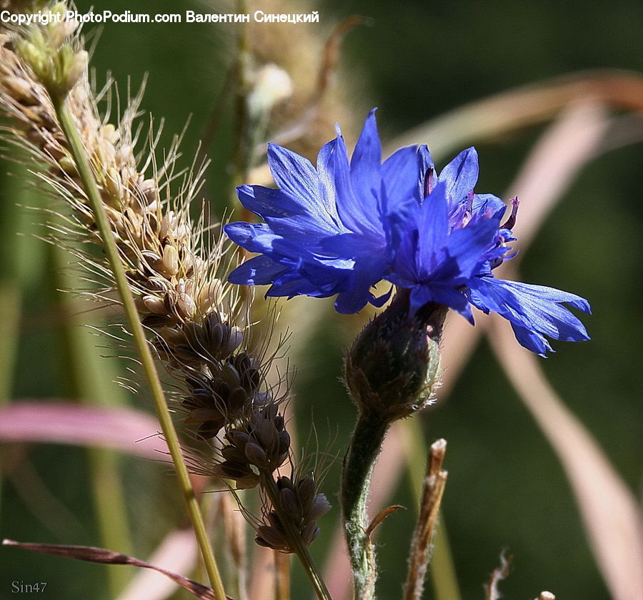 Blossom, Flora, Flower, Plant, Bee, Insect, Invertebrate