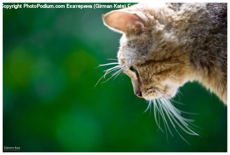 Animal, Cat, Mammal, Pet, Abyssinian, Manx