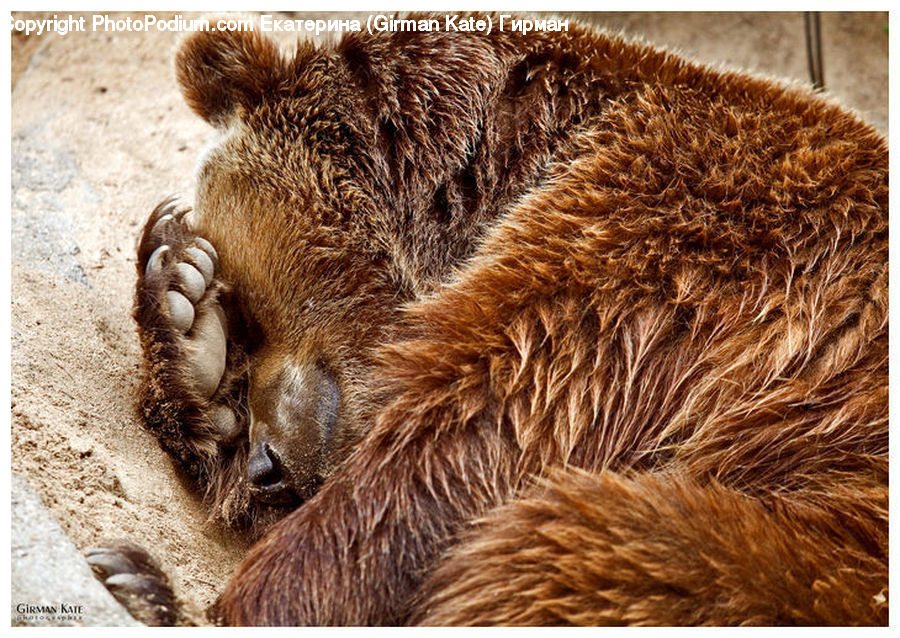 Animal, Mammal, Raccoon, Bear, Brown Bear