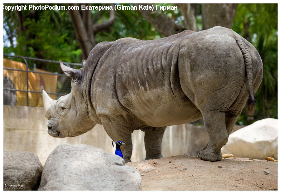 Animal, Mammal, Rhino, Plant, Potted Plant, Field, Grass