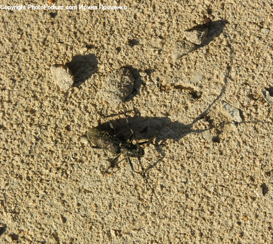 Cockroach, Insect, Invertebrate, Outdoors, Sand, Soil, Ground