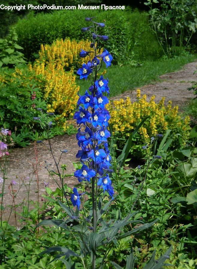 Blossom, Flora, Flower, Plant, Vegetation, Garden, Geranium