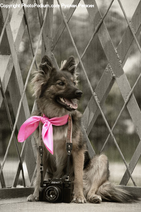 Animal, Canine, Dog, Mammal, Pet, Terrier, Collie