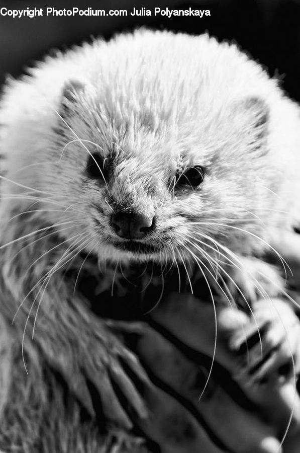 Animal