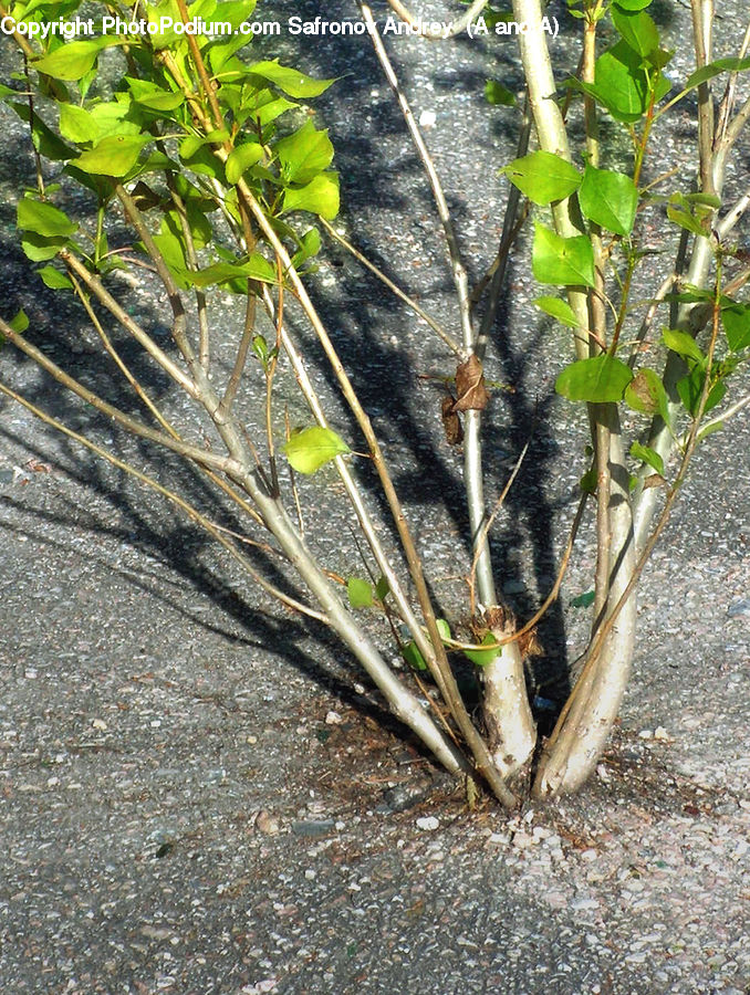 Blossom, Flora, Flower, Plant, Asphalt, Tarmac, Soil