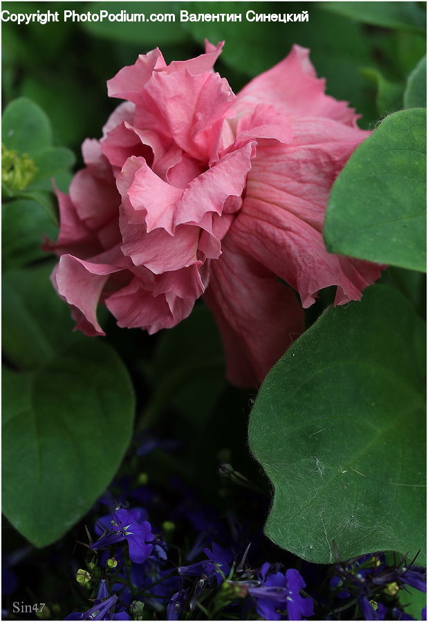 Blossom, Flora, Flower, Geranium, Plant, Potted Plant, Hibiscus