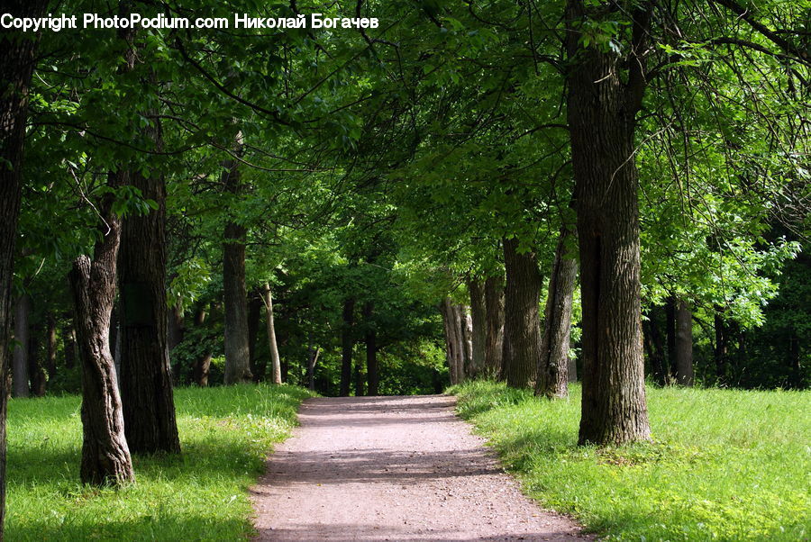 Dirt Road, Gravel, Road, Tree Trunk, Path, Walkway, Forest