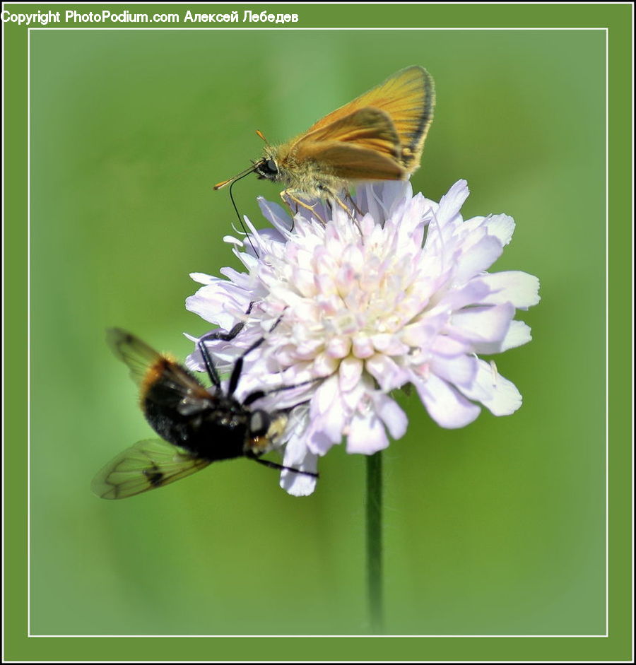Andrena, Apidae, Bee, Bumblebee, Honey Bee, Insect, Invertebrate