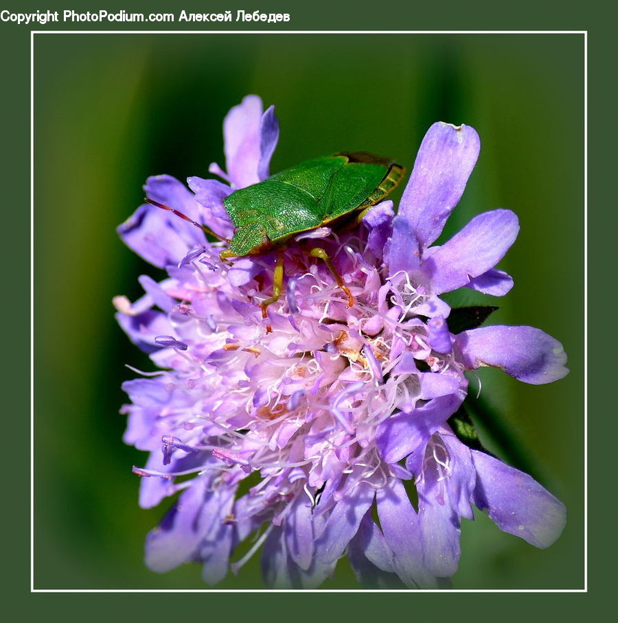 Blossom, Flora, Flower, Plant, Crocus, Pollen, Geranium