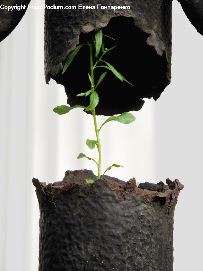 Pot, Pottery, Plant, Vine, Maple, Maple Leaf, Leaf