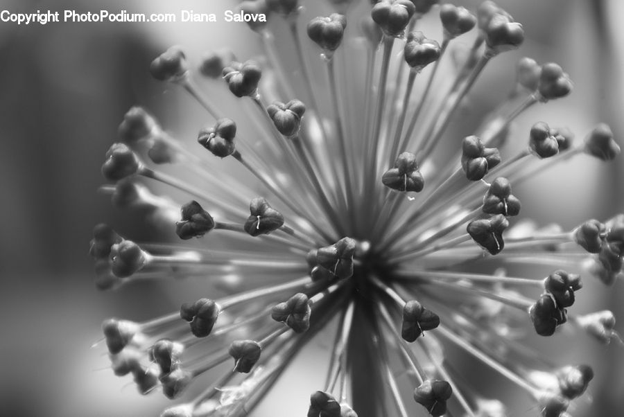 Anther, Flower, Petal, Plant, Apiaceae, Blossom, Dill