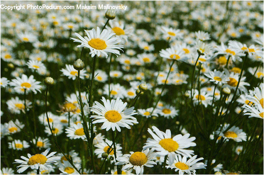 Daisies, Daisy, Flower, Plant, Blossom, Flora, Asteraceae