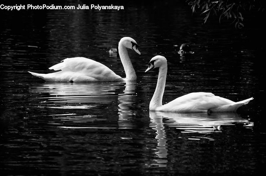 Bird, Swan, Waterfowl, Outdoors, Ripple, Water