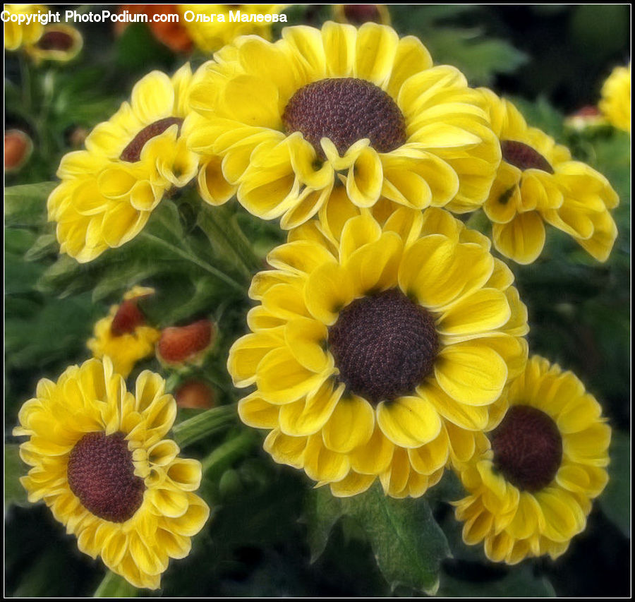 Blossom, Daffodil, Flora, Flower, Plant, Sunflower, Flower Arrangement