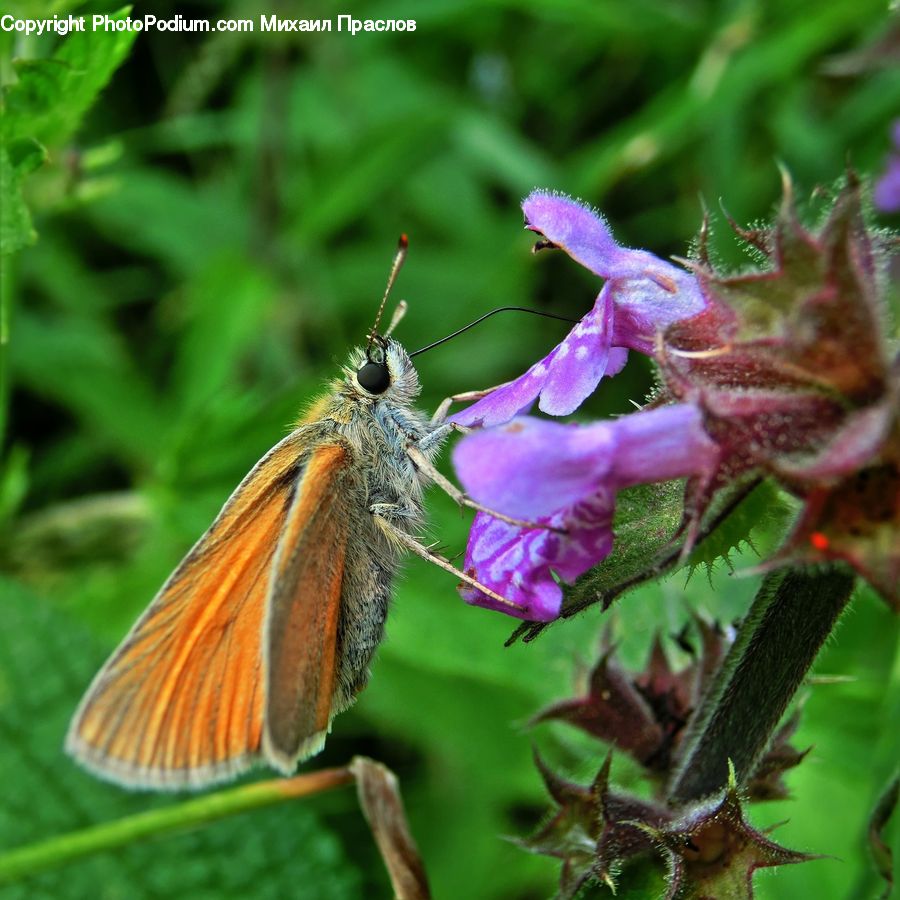 Butterfly, Insect, Invertebrate, Bee, Blossom, Flora, Flower