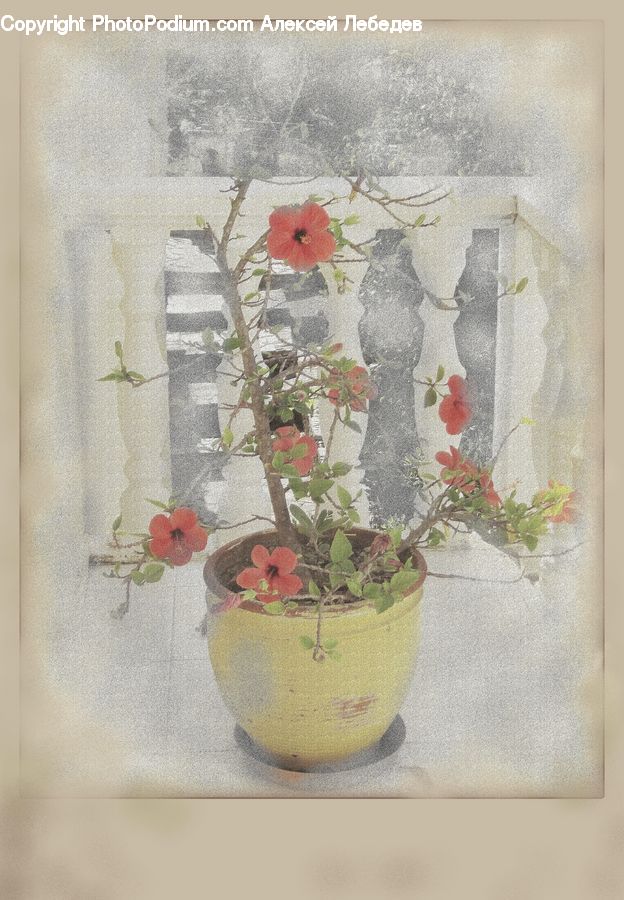 Plant, Potted Plant, Vine, Blossom, Flora, Flower, Geranium