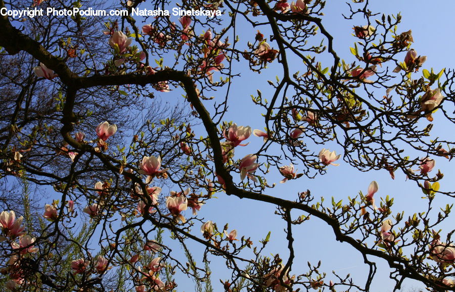 Conifer, Fir, Plant, Tree, Blossom, Flora, Flower