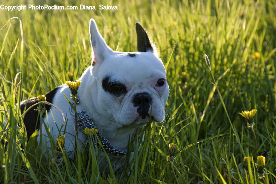 Animal, Bulldog, Canine, Dog, French Bulldog, Mammal, Pet