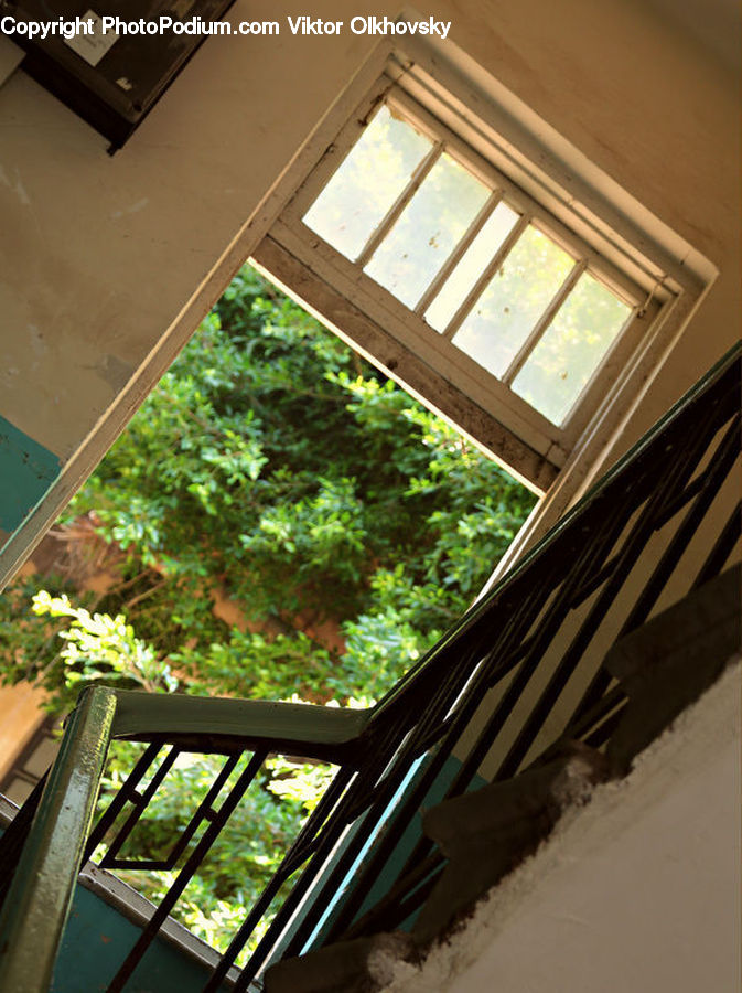 Architecture, Housing, Skylight, Window, Plant, Potted Plant, Building