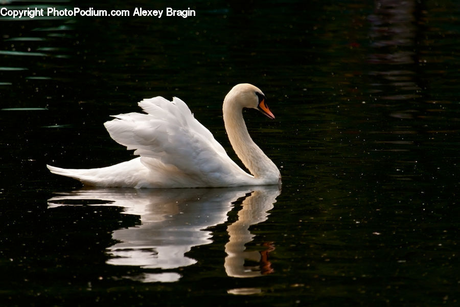 Bird, Swan, Waterfowl, Harbor, Port, Waterfront