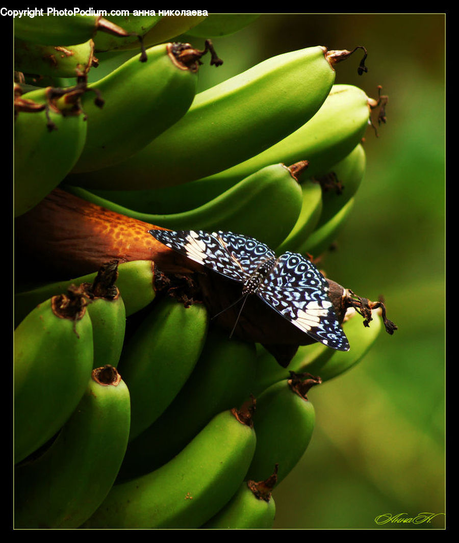 Banana, Fruit, Amphibian, Frog, Tree Frog, Wildlife, Cactus