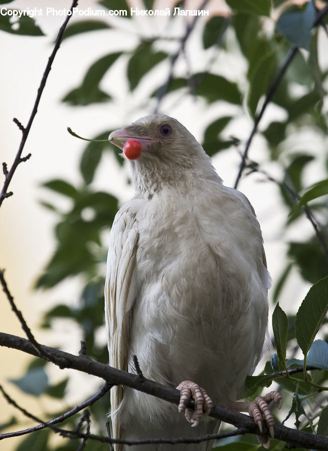 Bird, Finch, Jay, Flicker Bird, Woodpecker, Dove, Pigeon