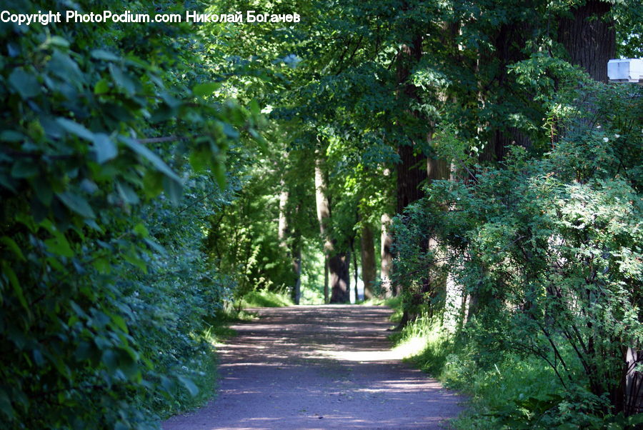Dirt Road, Gravel, Road, Plant, Potted Plant, Boardwalk, Path