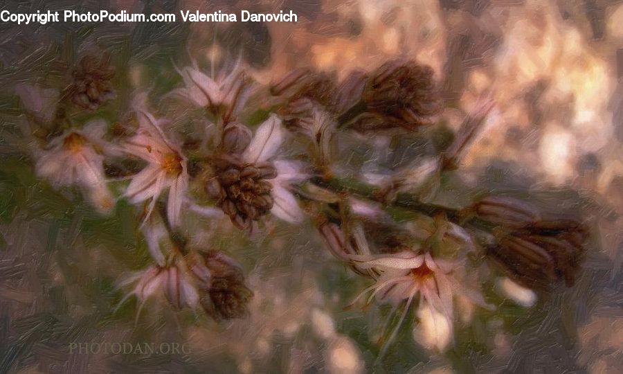 Blossom, Flora, Flower, Geranium, Plant, Art, Grain