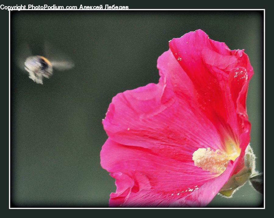 Flora, Flower, Hibiscus, Plant, Poppy, Gladiolus, Blossom