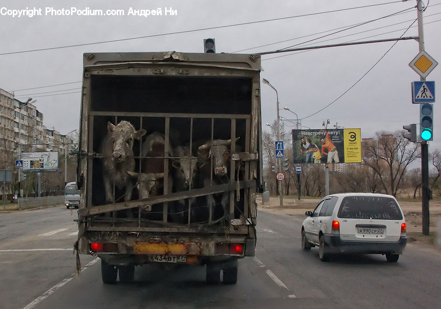 Animal, Cattle, Cow, Dairy Cow, Mammal, Automobile, Car