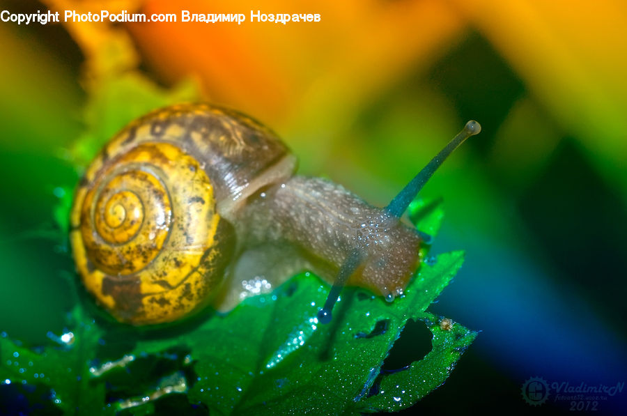 Invertebrate, Snail, Box Turtle, Reptile, Tortoise, Turtle