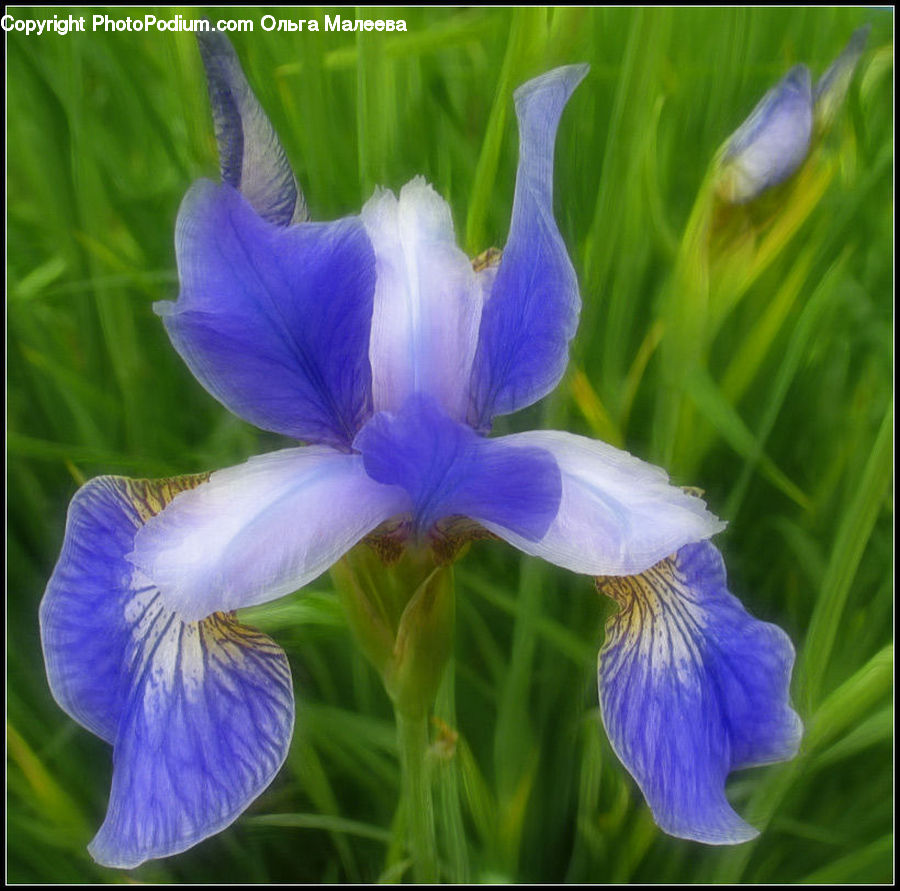Flora, Flower, Iris, Plant, Blossom, Geranium, Violet