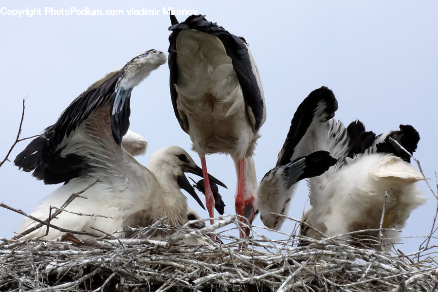 Bird, Stork, Booby, Beak, Pigeon, Swallow