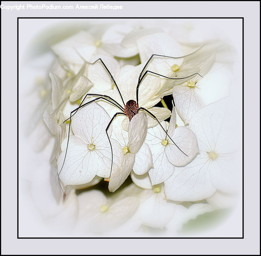 Garlic, Plant, Floral Design, Blossom, Flora, Flower, Geranium