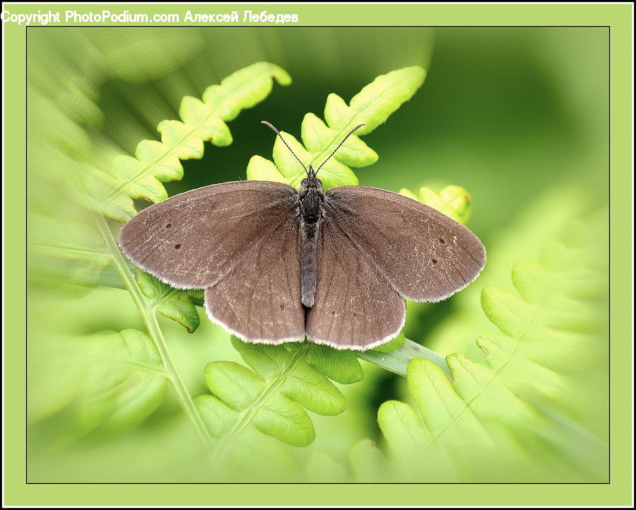 Blossom, Flora, Flower, Geranium, Plant, Butterfly, Insect