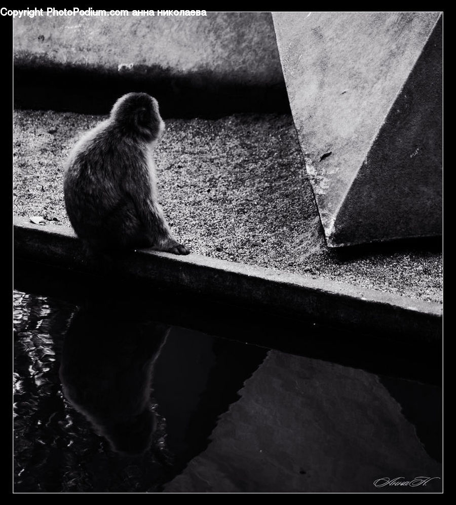 Animal, Zoo, Asphalt, Tarmac