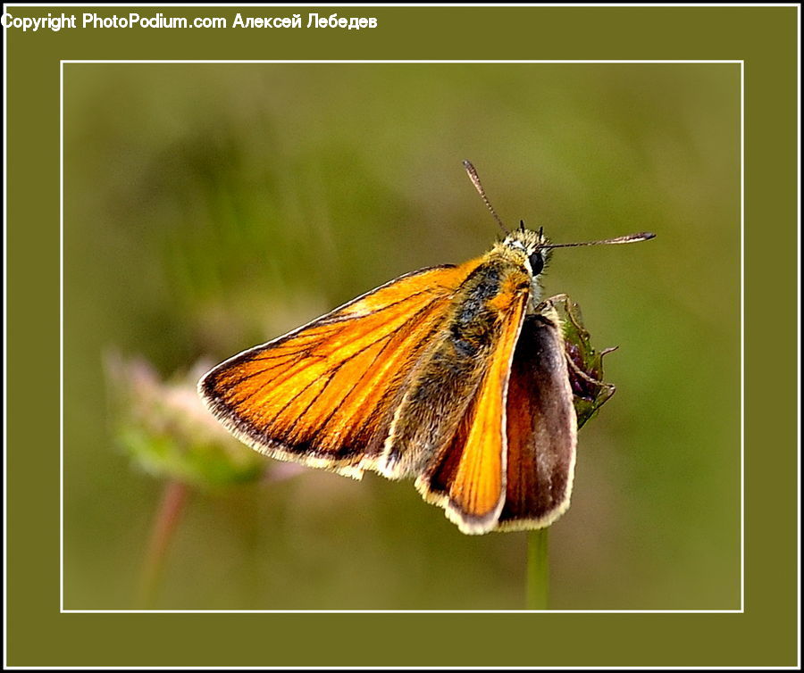 Butterfly, Insect, Invertebrate, Moth