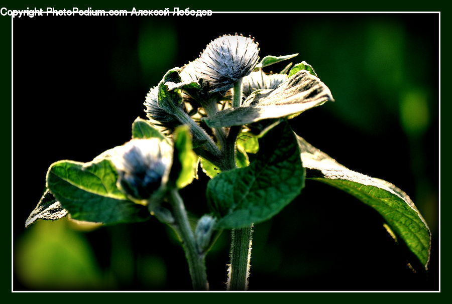 Bud, Plant, Blossom, Flora, Flower, Thistle, Weed