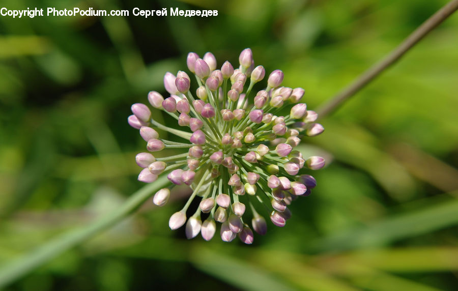 Blossom, Flora, Flower, Plant, Allium, Conifer, Fir