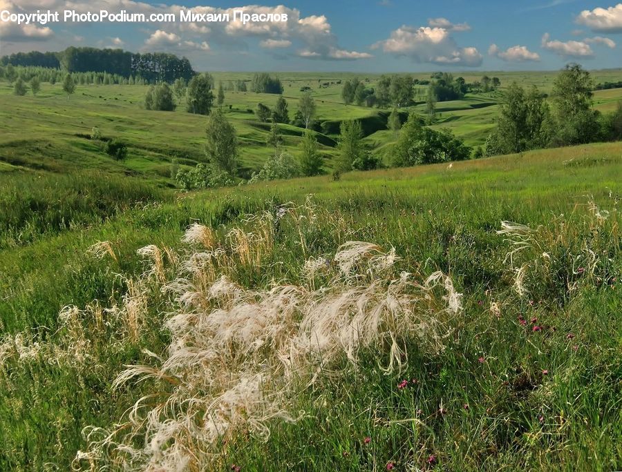 Field, Grass, Grassland, Land, Outdoors, Plant, Reed