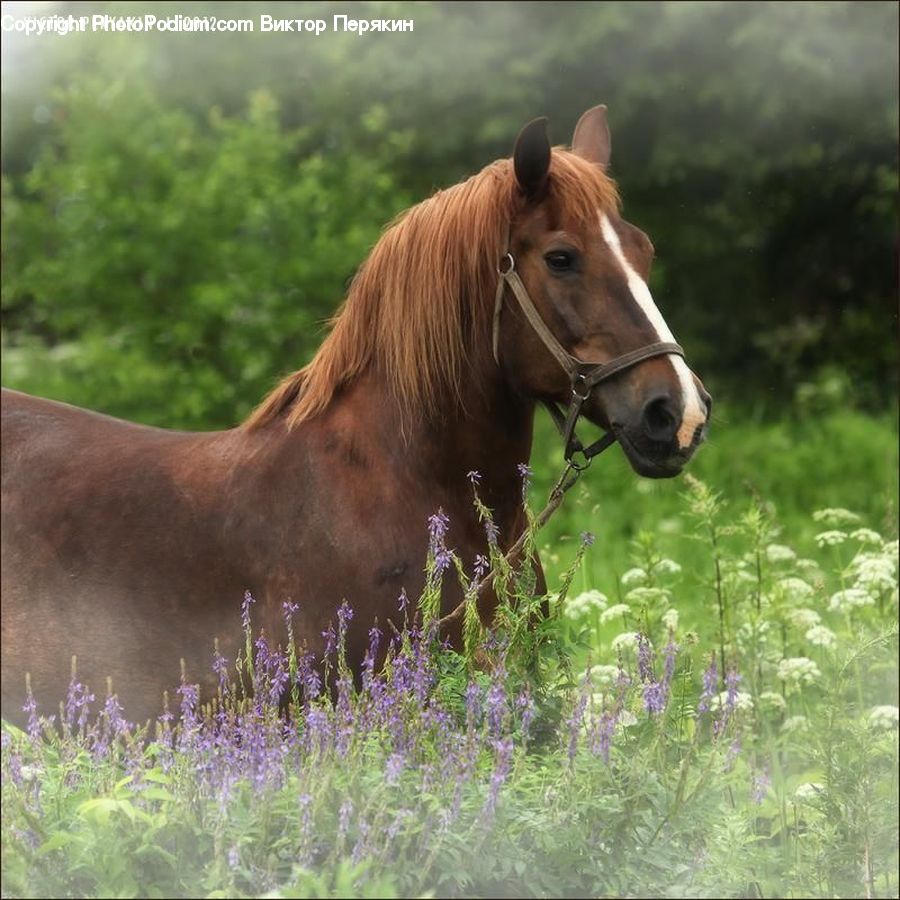 Animal, Colt Horse, Foal, Horse, Mammal