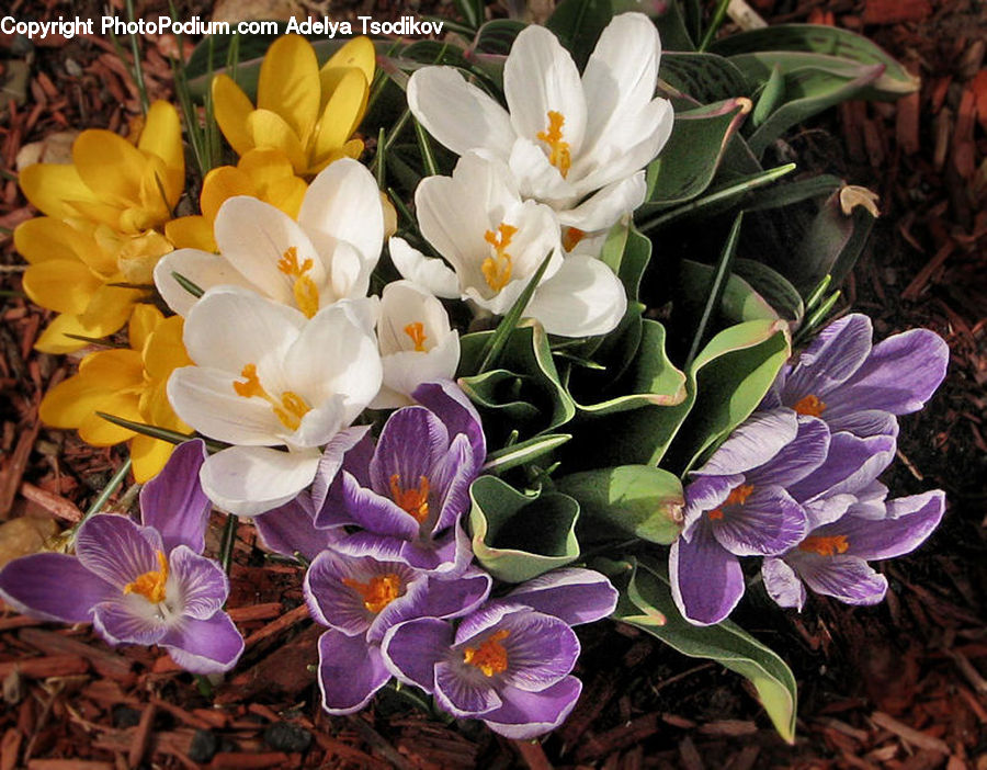 Blossom, Crocus, Flora, Flower, Plant, Potted Plant, Squash