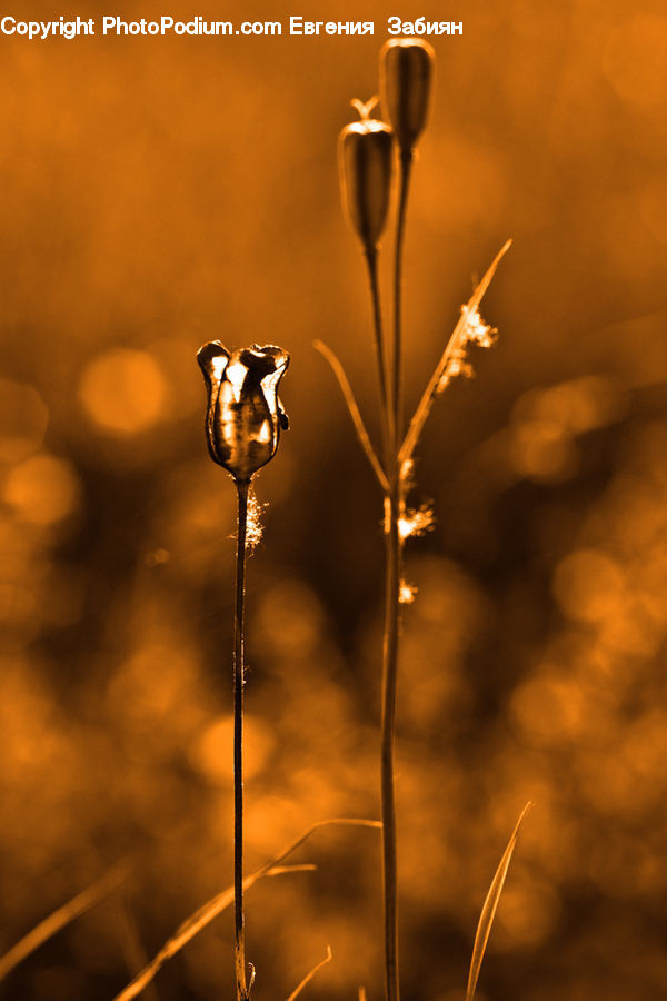 Plant, Weed, Field, Grass, Grassland, Reed, Dill