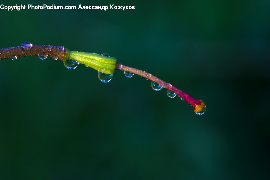 Anisoptera, Dragonfly, Insect, Invertebrate, Blossom, Flora, Flower